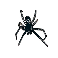Color sketch of spider with transparent background