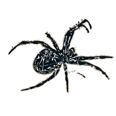 Color sketch of spider with transparent background