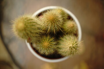 Cactus in white bowl