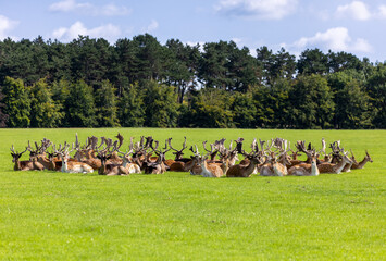 Herd of Fallow deer "Dama dama" sitting on grass in a circle. All male bucks with magnificent antlers. Phoenix Park, Dublin, Ireland