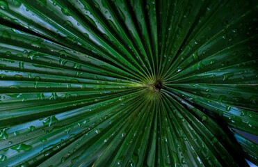 Palm leaf covered with water after heavy rain