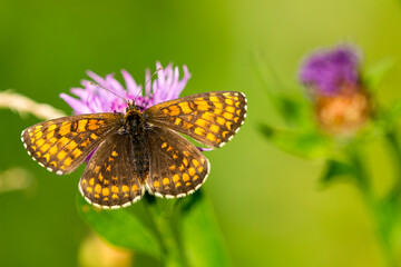 Fototapeta premium Wachtelweizen-Scheckenfalter (Melitaea athalia) 