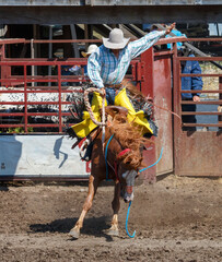 Cowboy riding a bucking bronco in a rodeo. The rider and horse is in front of the pen and fence....