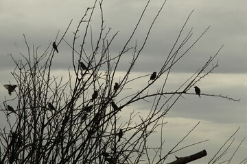 reeds at sunset
