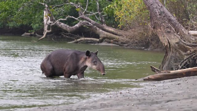 Endangered Baird's Tapir, Tapirus bairdii, Exiting Sirena River in Corcovado National Park, Costa Rica