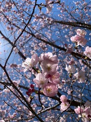 Cherry Blossoms in Bloom