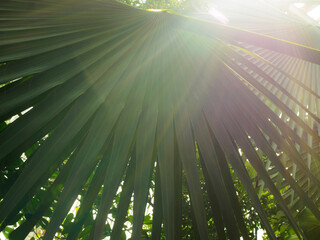 Sunlight effect on a fan palm at Kew Gardens
