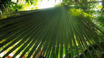 Fan palm at Kew Gardens