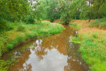 Gęsty, liściasty, zielony las. Pomiędzy drzewami płynie rzeka tocząc brązową wodę. Brzegi porośnięte są trawą. Rzeka jest nieuregulowana. - 628977727