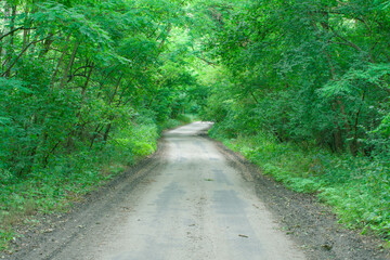Fototapeta na wymiar Gruntowa, pokryta szarym piaskiem, leśna droga. Pobocza porasta trawa i krzewinki. Po obu stronach jest wysoki, liściasty las.