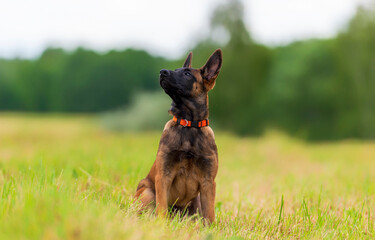 Belgian shepherd malinois puppy in orange collar  on grass