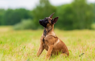 Belgian shepherd malinois puppy on the grass bowed his head