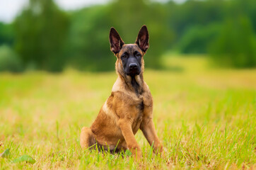 Belgian shepherd malinois puppy on the grass looking in the camera