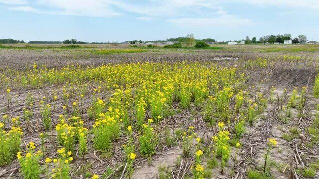 Dolly shot low aerial video of yellow wildflowers growing in harvested corn field