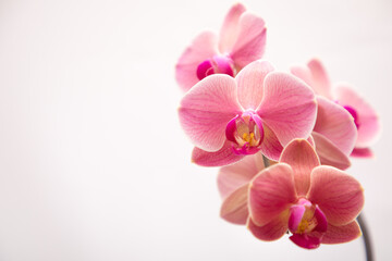 Fototapeta na wymiar Flowering orchid phalaenopsis narbonne on a white background