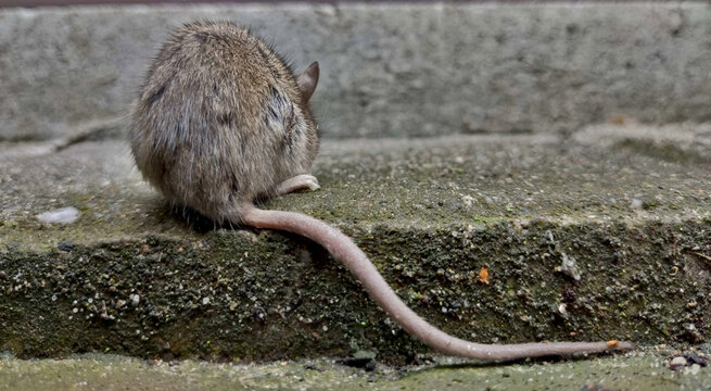 Mysz obr&oacute;cona tyłem