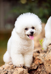
Cute white dogs of the Bichon Frize breed