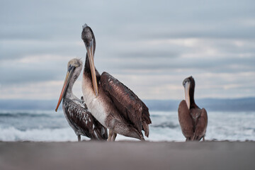 pelican at beach