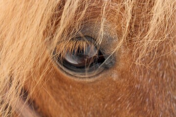 Close-up of a brown Horse's Eye with Soft Mane