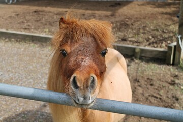pony shetlandpony cute face