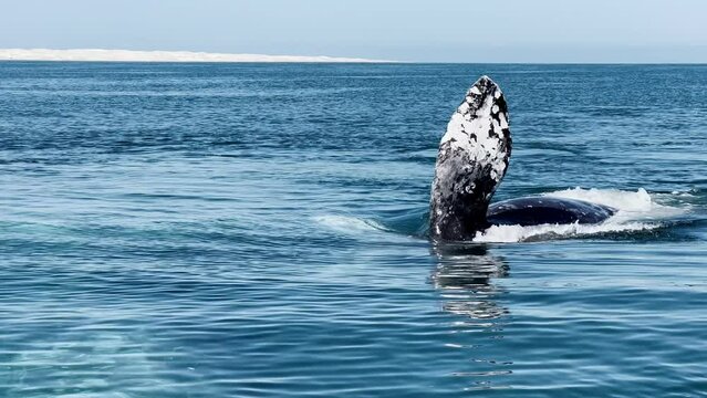 Two whales mating in Guerrero Negro lagoon. Beautiful gray whales swimming in the sea. Slow motion footage 