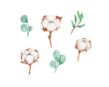 Cotton illustration. Watercolor cotton branches, eucalyptus. Watercolor floral illustration. Design with white elements for greetings, wedding, anniversary, packing, pack, cards. 