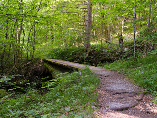 Ötschergräben Wanderwege und Erlauf, im Naturpark Ötscher- Tormäuer