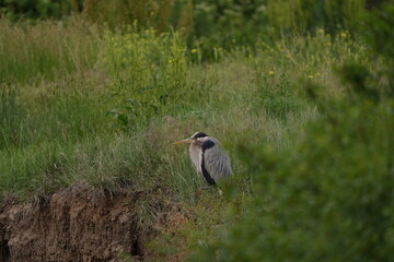 Great Blue Heron