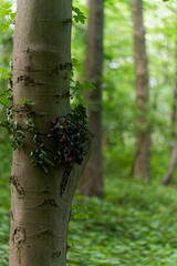 hidden,trail cam with camouflage attached to tree