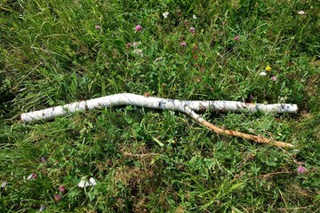 A branch from a birch tree lies in the field