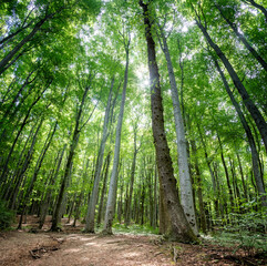 Forest scene with a view looking up on the tree crowns