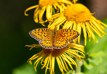 Obraz premium A Speyeria aglaja butterfly sitting on a yellow flower