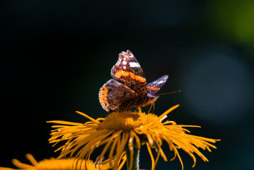 A Vanessa cardui butterfly sitting on a yellow flower