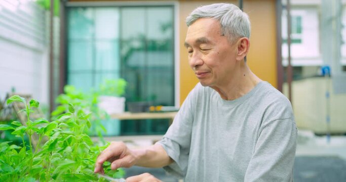Happy senior asian man is trimming tree with scissors in nursery. He smiles happily in life after retirement.