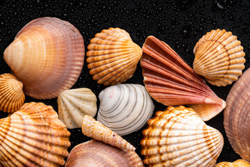 lots of scallop seashells piled together background. Sea shells. Sea shells background