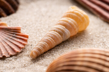Marine shell on the sand close up. Sea shells on sand as background.