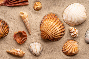 Many different sea shells on the sand. Sea shells on sand as background.