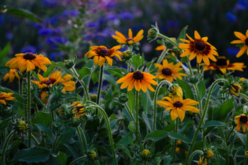 Obraz na płótnie Canvas yellow flowers in the garden, flowers in the field