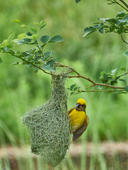 A sparrow nest with a yellow sparrow