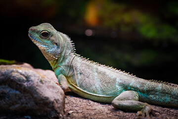 iguana in the park