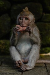 Baby monkey eating