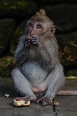 Baby monkey eating