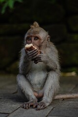 Baby monkey eating