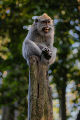 Angry monkey on a tree trunk