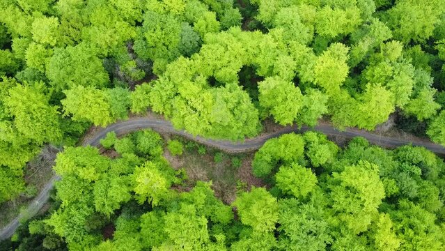 Aerial drone footage above following forest path road surrounded by green trees