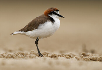 Red-capped plover (Charadrius ruficapillus) a small wader, shorebird on the beach in Australia. Small water bird with red ginger head with orange background, also known as Red-capped dotterel