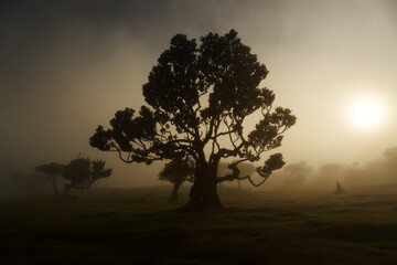 Fanal forest in Madeira island, emblematic mystical and magic place in Porto Moniz, centenary...