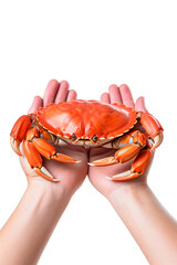 Hands holding Sea red crab on isolated transparent background. close up shot - obrazy, fototapety, plakaty