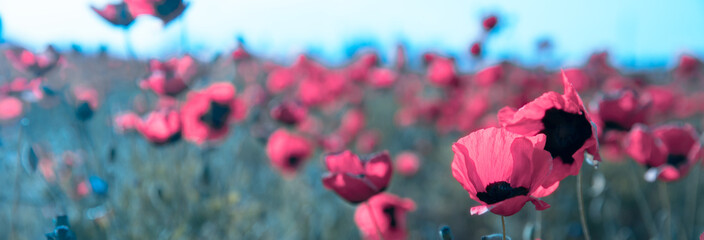 Fototapeta na wymiar Beautiful field of red poppies