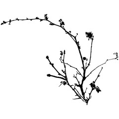 Branch and leaves.